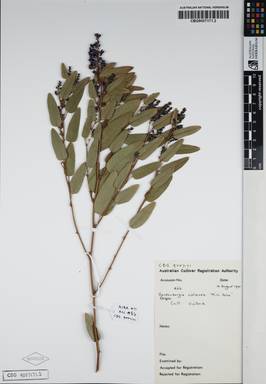 APII jpeg image of Hardenbergia violacea 'Mini-haha'  © contact APII