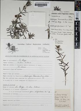 APII jpeg image of Westringia fruticosa 'Poorinda Snow White'  © contact APII