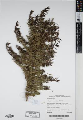 APII jpeg image of Myoporum parvifolium 'PARV01'  © contact APII