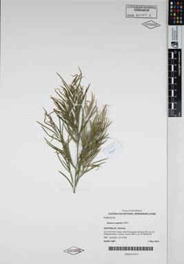 APII jpeg image of Acacia cognata 'DW1'  © contact APII