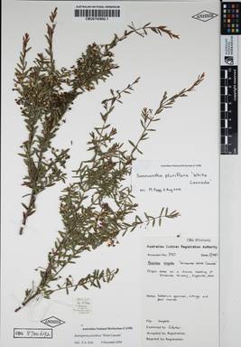 APII jpeg image of Babingtonia pluriflora 'White Cascade'  © contact APII