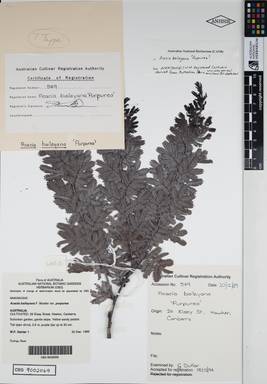 APII jpeg image of Acacia baileyana 'Purpurea'  © contact APII
