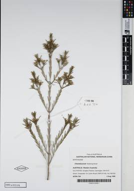 APII jpeg image of Chamelaucium 'Mullering Brook'  © contact APII