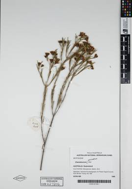APII jpeg image of Chamelaucium uncinatum 'Alba'  © contact APII