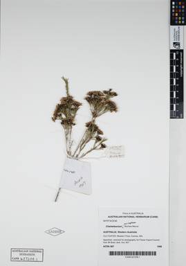 APII jpeg image of Chamelaucium uncinatum 'Muchea Mauve'  © contact APII