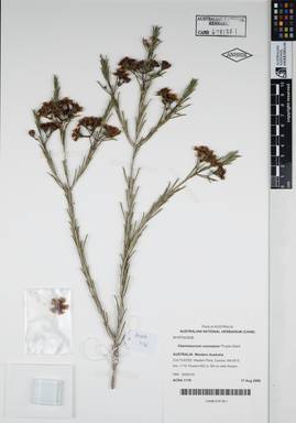 APII jpeg image of Chamelaucium uncinatum 'Purple Giant'  © contact APII