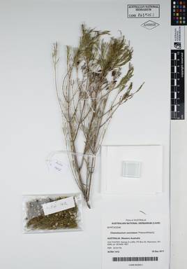 APII jpeg image of Chamelaucium uncinatum 'FlatwaxWhiteGL'  © contact APII