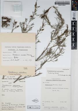 APII jpeg image of Chamelaucium uncinatum 'Mullering Brook'  © contact APII