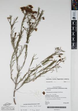 APII jpeg image of Chamelaucium uncinatum 'Murfit Rose'  © contact APII
