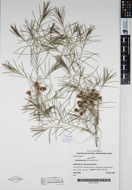 APII jpeg image of Chamelaucium uncinatum 'Cascade Brook'  © contact APII