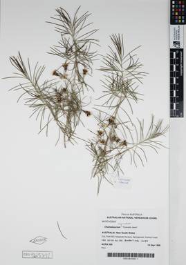 APII jpeg image of Chamelaucium uncinatum 'Cascade Jewel'  © contact APII