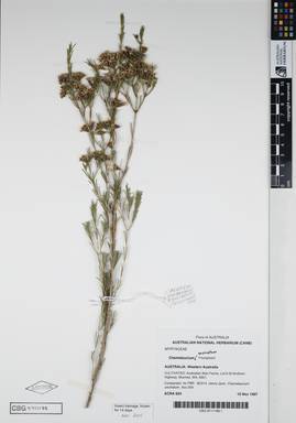 APII jpeg image of Chamelaucium uncinatum 'Triumphant'  © contact APII