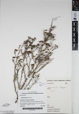 APII jpeg image of Chamelaucium uncinatum 'Elegance'  © contact APII