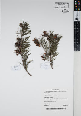 APII jpeg image of Grevillea rosmarinifolia 'Entree'  © contact APII