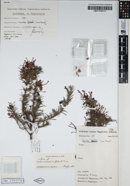 APII jpeg image of Grevillea rosmarinifolia 'Lara Dwarf'  © contact APII