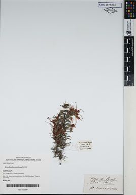 APII jpeg image of Grevillea lavandulacea  © contact APII