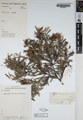 APII jpeg image of Grevillea linearifolia 'Poorinda Jennifer Joy'  © contact APII