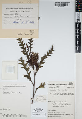 APII jpeg image of Grevillea acanthifolia 'Poorinda Ben'  © contact APII