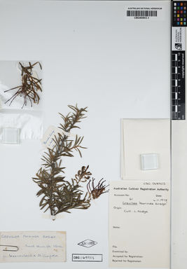 APII jpeg image of Grevillea ilicifolia 'Poorinda Ensign'  © contact APII
