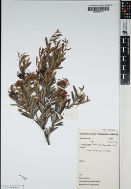APII jpeg image of Grevillea linearifolia 'Poorinda Jennifer Joy'  © contact APII
