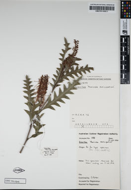 APII jpeg image of Grevillea longifolia 'Poorinda Anticipation'  © contact APII
