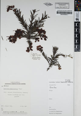 APII jpeg image of Grevillea rosmarinifolia 'Nana'  © contact APII