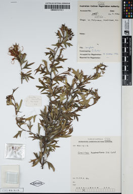 APII jpeg image of Grevillea ilicifolia 'Old Gold'  © contact APII