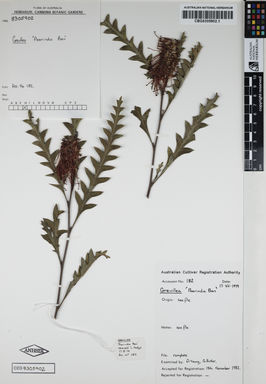 APII jpeg image of Grevillea acanthifolia 'Poorinda Ben'  © contact APII