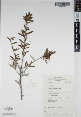 APII jpeg image of Grevillea oleoides 'Poorinda Firebird'  © contact APII