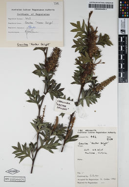APII jpeg image of Grevillea acanthifolia 'Nectar Delight'  © contact APII