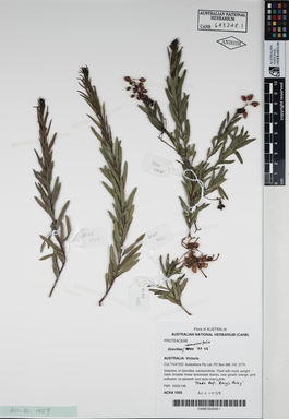 APII jpeg image of Grevillea rosmarinifolia 'RP 03'  © contact APII
