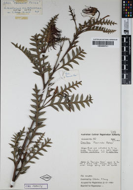 APII jpeg image of Grevillea acanthifolia 'Poorinda Peter'  © contact APII