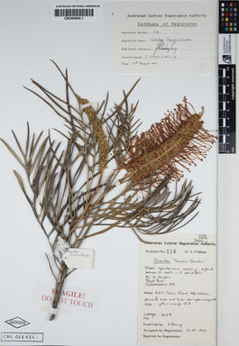 APII jpeg image of Grevillea pteridifolia 'Sandra Gordon'  © contact APII