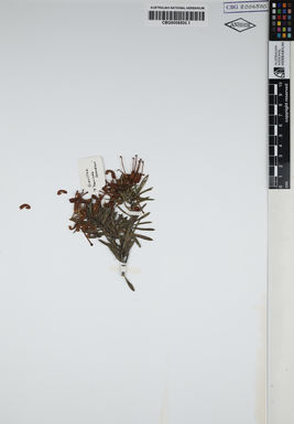 APII jpeg image of Grevillea alpina 'Poorinda Splendour'  © contact APII