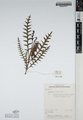 APII jpeg image of Grevillea acanthifolia 'Poorinda Peter'  © contact APII