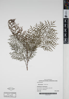 APII jpeg image of Stenocarpus 'Forest Lace'  © contact APII