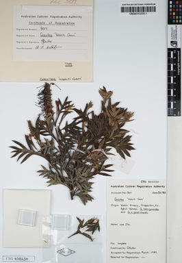 APII jpeg image of Grevillea tetragonoloba 'Wakiti Gem'  © contact APII
