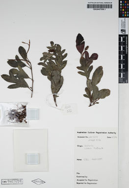 APII jpeg image of Grevillea acanthifolia 'Woori Wanderer'  © contact APII