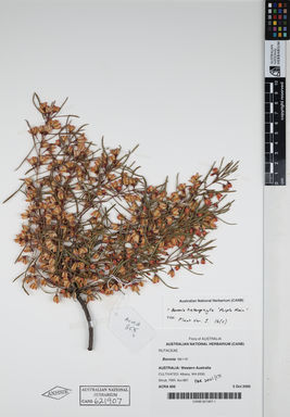 APII jpeg image of Boronia heterophylla 'Purple Rain'  © contact APII