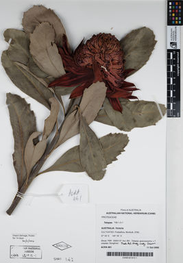 APII jpeg image of Telopea speciosissima 'T90-1-0-1'  © contact APII