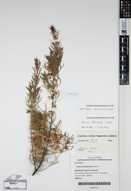 APII jpeg image of Boronia heterophylla 'Cameo'  © contact APII
