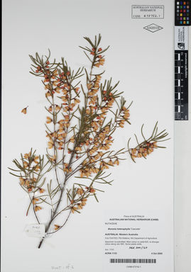 APII jpeg image of Boronia heterophylla 'Cascade'  © contact APII