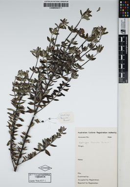 APII jpeg image of Westringia fruticosa 'Poorinda Pavane'  © contact APII