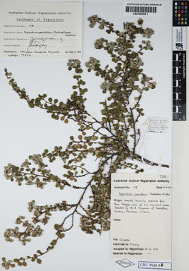 APII jpeg image of Spyridium parvifolium 'Nimbus'  © contact APII