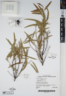 APII jpeg image of Santalum acuminatum 'Powell's 10x1'  © contact APII
