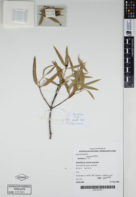 APII jpeg image of Santalum acuminatum '7 X 3'  © contact APII