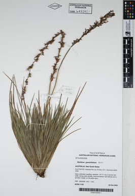 APII jpeg image of Stylidium graminifolium 'ST111'  © contact APII