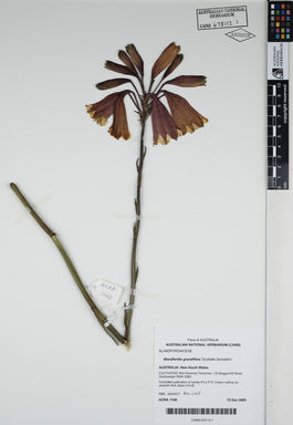 APII jpeg image of Blandfordia grandiflora 'Sunbelle Sensation'  © contact APII
