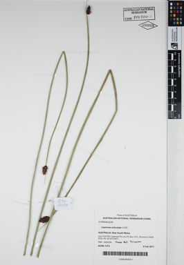 APII jpeg image of Lepironia articulata 'LA20'  © contact APII