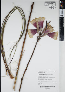 APII jpeg image of Blandfordia grandiflora 'Sunbelle Majestic'  © contact APII